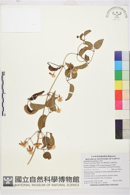 麥氏鐵線蓮藏品圖，第2張