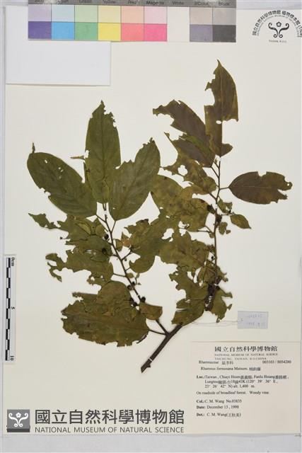 桶鉤藤藏品圖，第1張