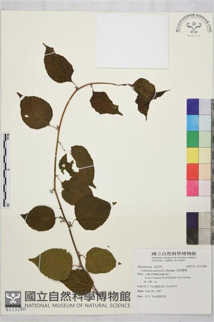 亞洲濱棗藏品圖，第1張