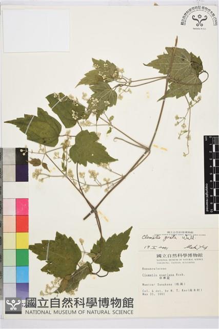 串鼻龍藏品圖，第1張