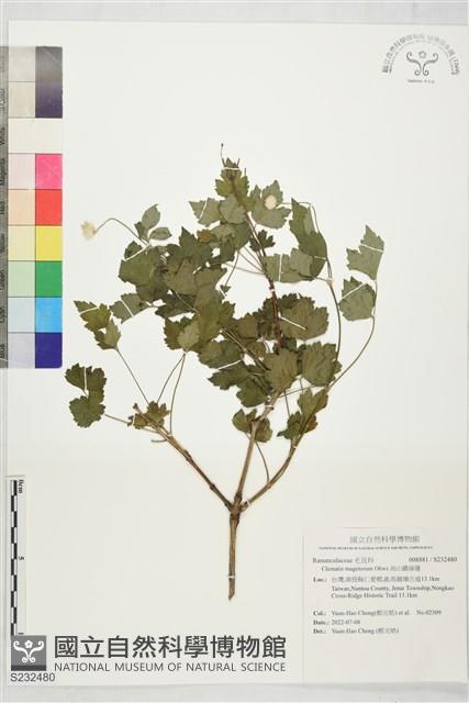高山鐵線蓮藏品圖，第1張
