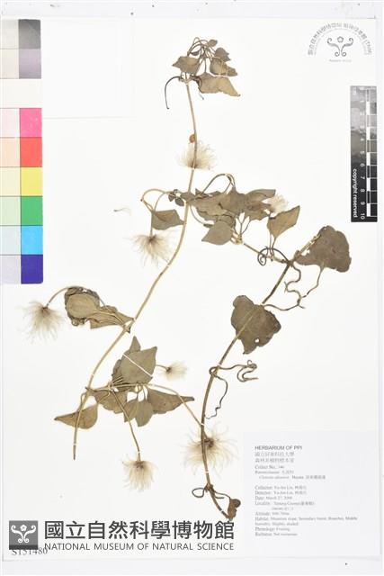 屏東鐵線蓮藏品圖，第1張