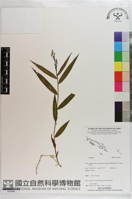 登錄號:S203480藏品圖，第1張