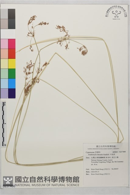 木虱草藏品圖，第1張