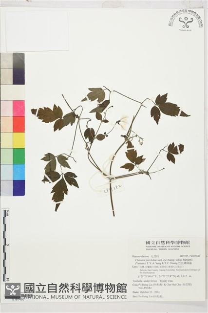 巴氏鐵線蓮藏品圖，第1張