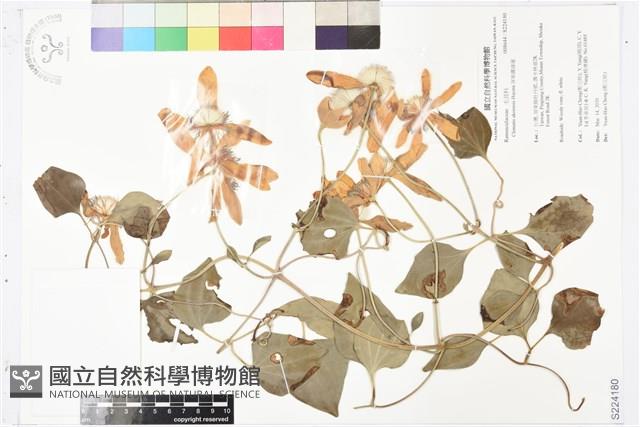 屏東鐵線蓮藏品圖，第1張