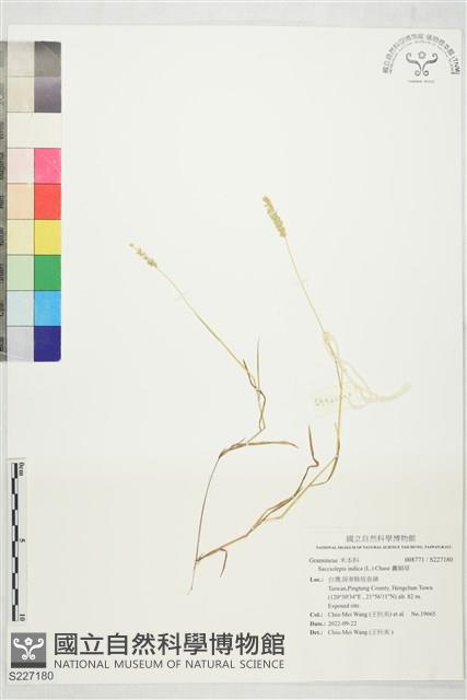 囊穎草藏品圖，第1張