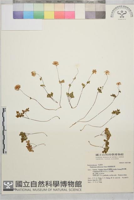 南湖唐松草藏品圖，第1張