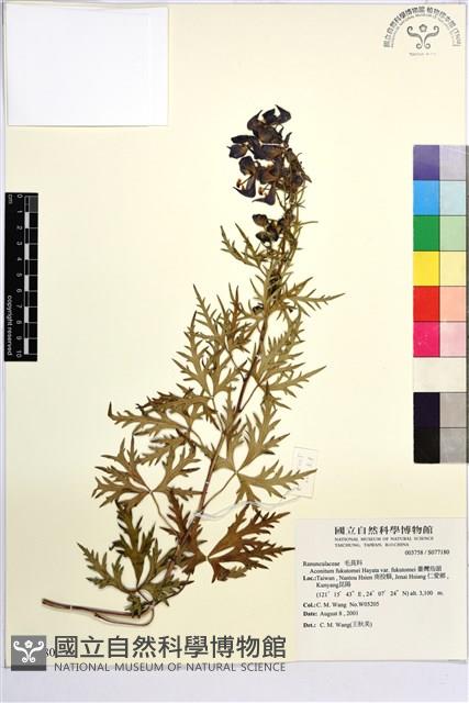 臺灣烏頭藏品圖，第1張