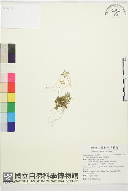 五葉黃連藏品圖，第1張