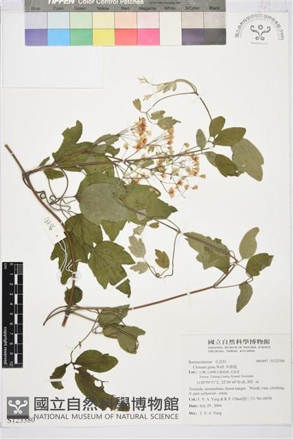 串鼻龍藏品圖，第1張