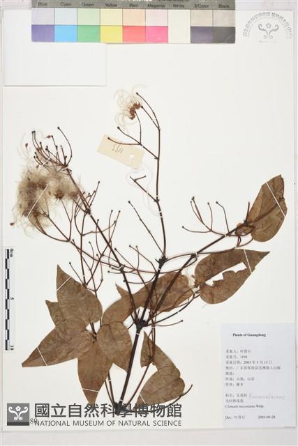 麥氏鐵線蓮藏品圖，第2張