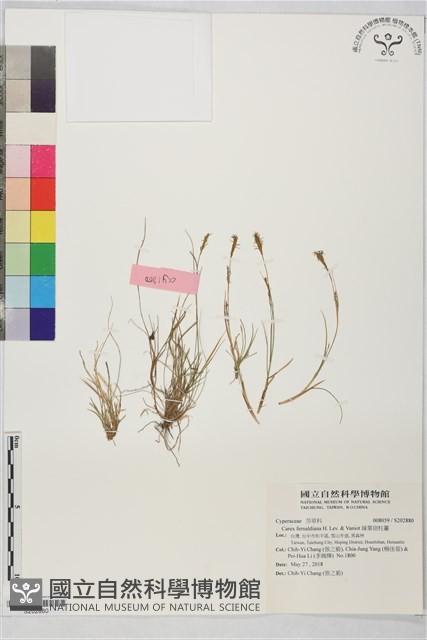 線葉宿柱薹藏品圖，第1張