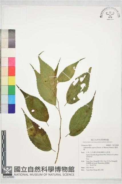 糙葉樹藏品圖，第1張