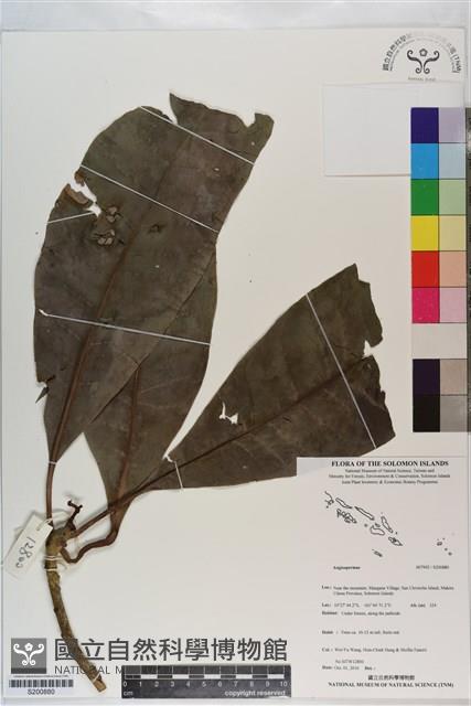 登錄號:S200880藏品圖，第1張