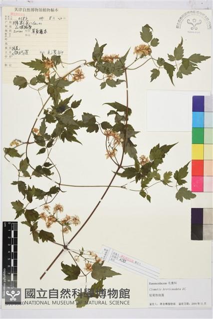 短尾鐵線蓮藏品圖，第1張