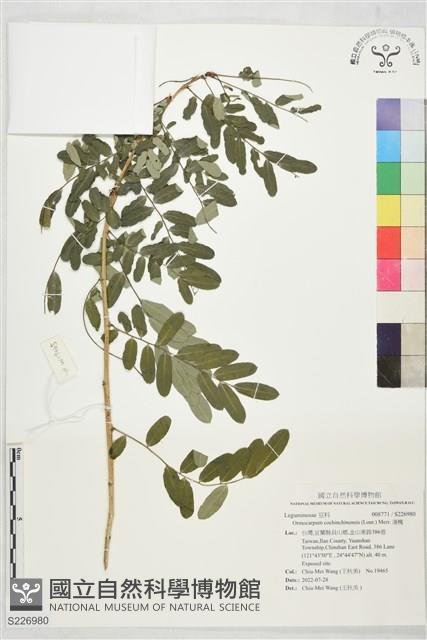 濱槐藏品圖，第1張