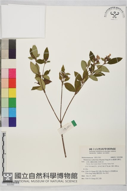 糙葉耳藥花藏品圖，第1張