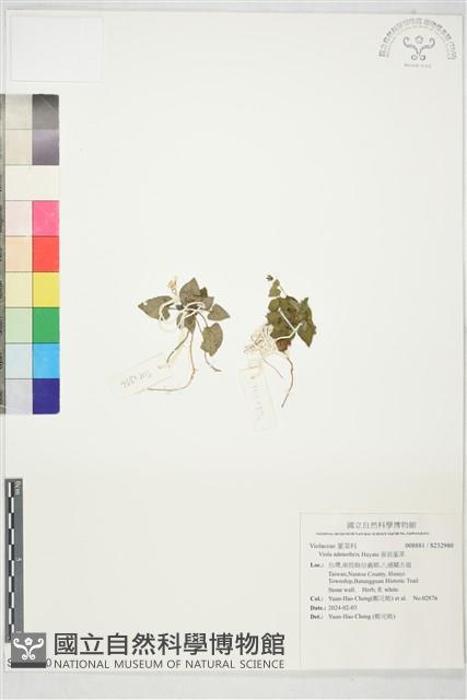 喜岩堇菜藏品圖，第1張
