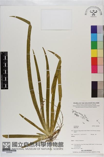 登錄號:S200980藏品圖，第1張