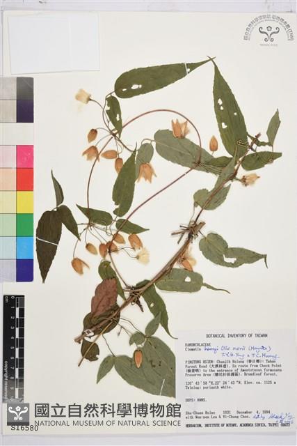 森氏鐵線蓮藏品圖，第2張