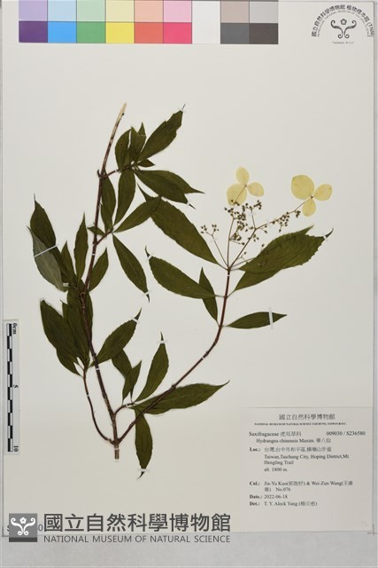 華八仙藏品圖，第1張