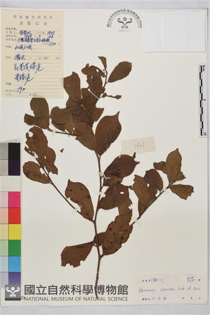 鈍齒鼠李藏品圖，第1張