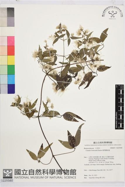 臺灣鐵線蓮藏品圖，第1張