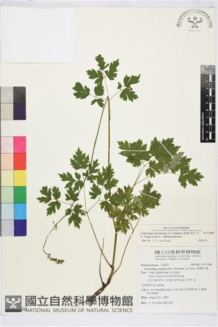 台灣升麻藏品圖，第1張