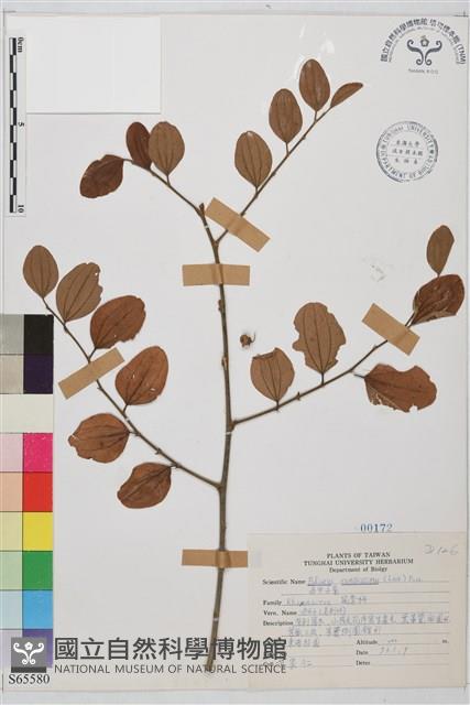 馬甲子藏品圖，第2張