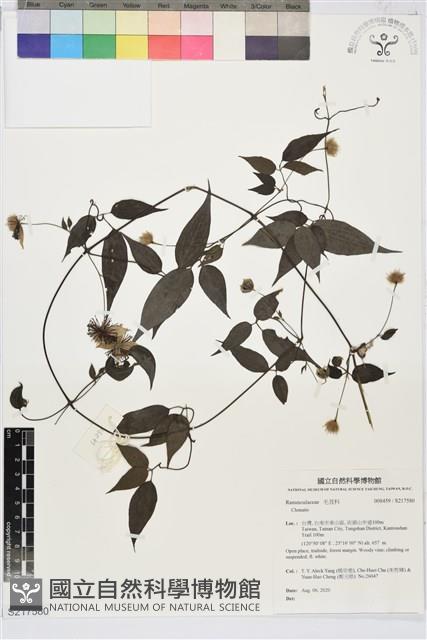 Accession Number:S217580 Collection Image