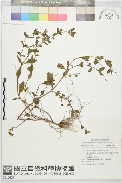 克非亞草藏品圖，第1張