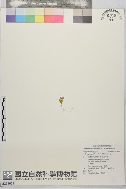 無柄花瓜子金藏品圖，第1張