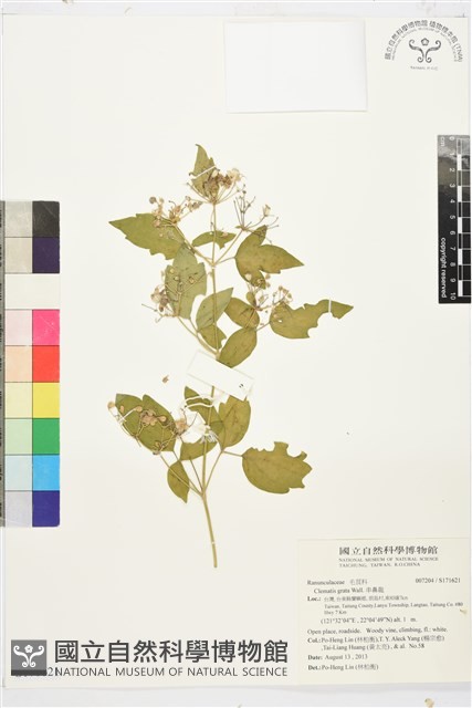 串鼻龍藏品圖，第1張