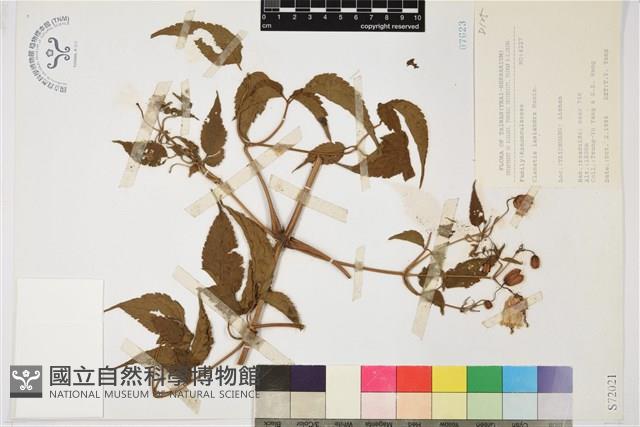 小木通藏品圖，第2張