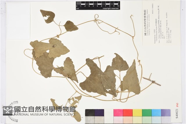 屏東鐵線蓮藏品圖，第1張