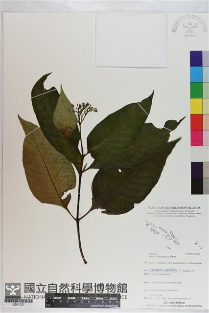 蛇根草藏品圖，第1張