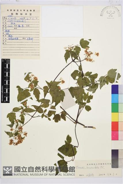 短尾鐵線蓮藏品圖，第1張