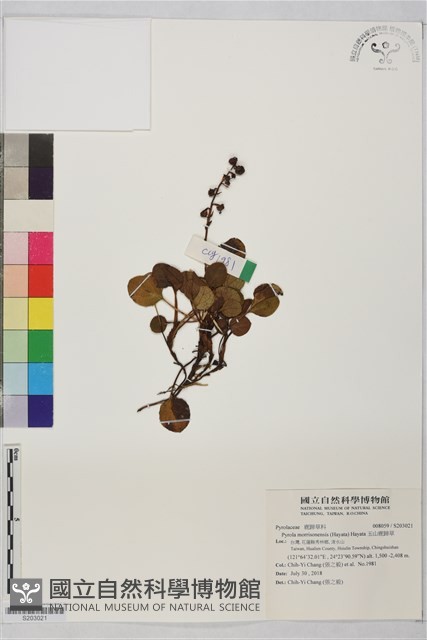 玉山鹿蹄草藏品圖，第1張