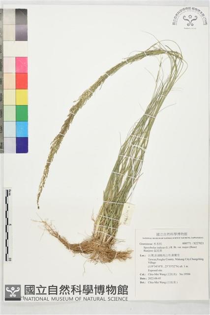 鼠尾粟藏品圖，第1張