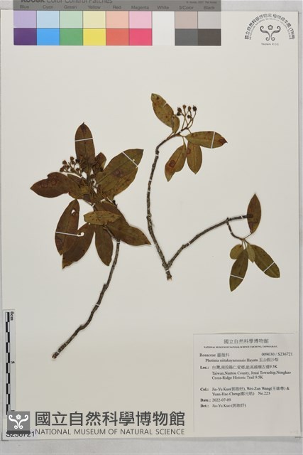 玉山假沙梨藏品圖，第1張
