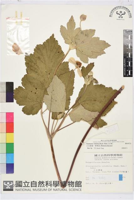 小白頭翁、野棉花藏品圖，第1張