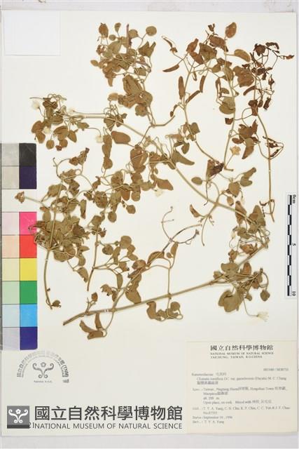 鵝鑾鼻鐵線蓮藏品圖，第2張