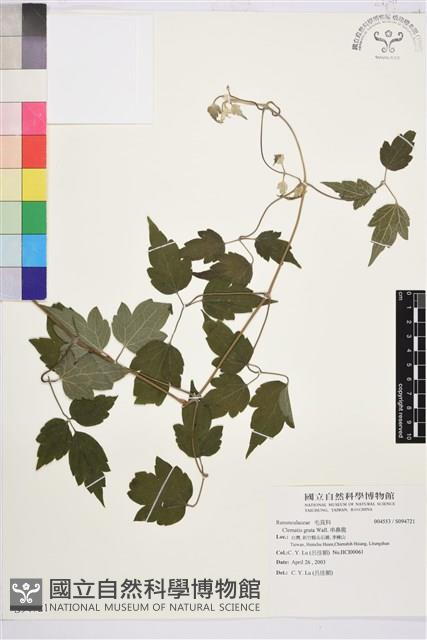 串鼻龍藏品圖，第1張