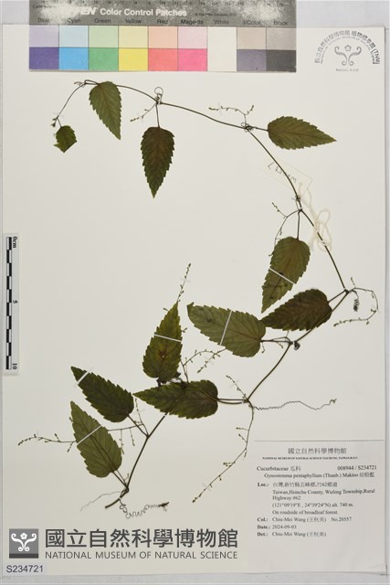 絞股藍藏品圖，第1張