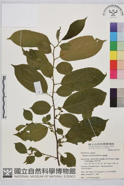 桶鉤藤藏品圖，第1張