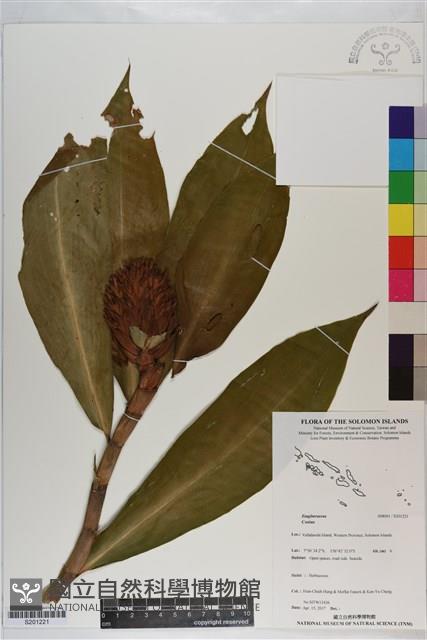 登錄號:S201221藏品圖，第1張