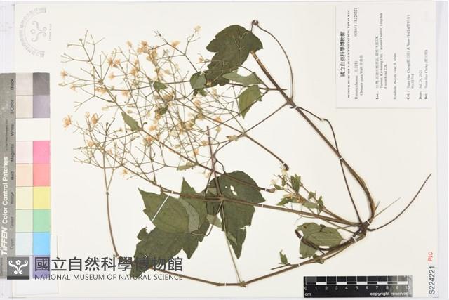 串鼻龍藏品圖，第1張