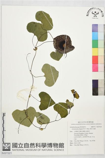 煙斗花藤藏品圖，第1張