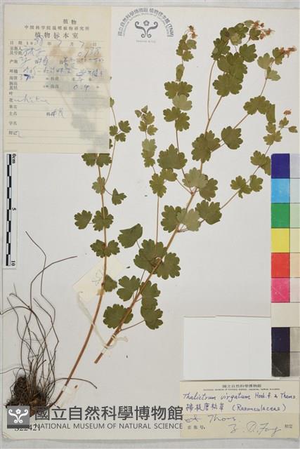 掃枝唐松草藏品圖，第1張